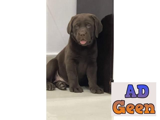 used All Breed Top Quality puppies available 9891116714 Labrador retriever for sale 